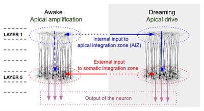 The Phenomenology and Neurobiology of Visual Distortions and Hallucinations in Schizophrenia: An Update